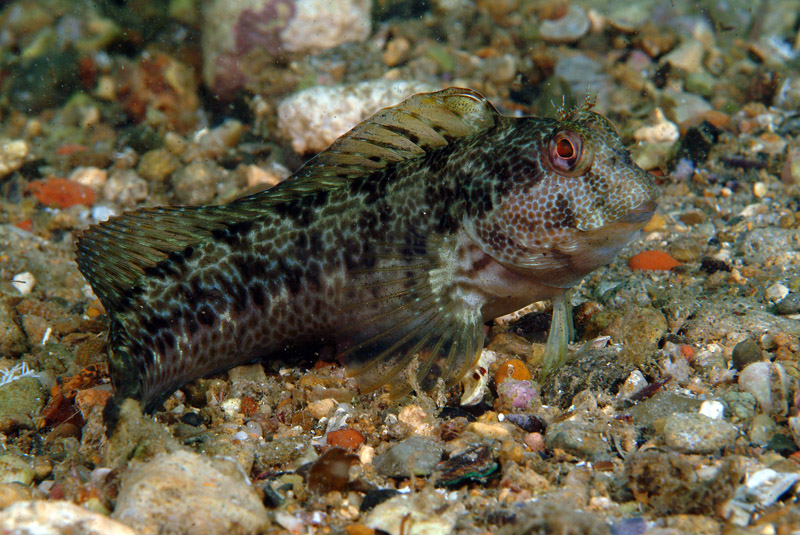 Livree di Parablennius pilicornis